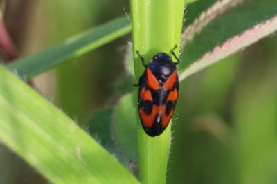 <i>Cercopis vulnerata</i>