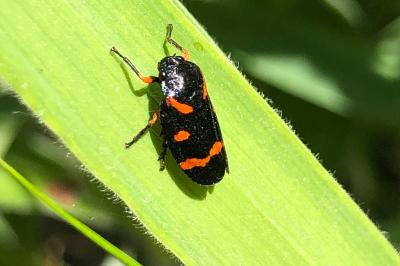 <i>Cercopis intermedia</i>