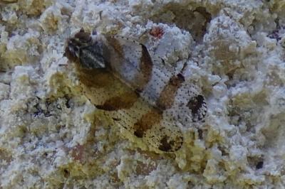 <i>Tachycixius venustulus</i>