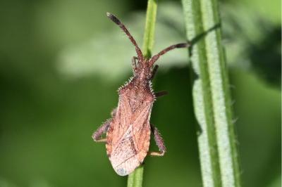 <i>Coriomeris denticulatus</i>