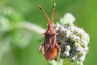 <i>Coriomeris denticulatus</i>