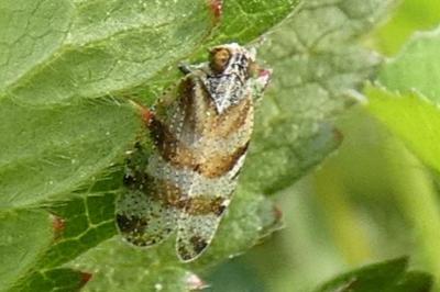 <i>Tachycixius venustulus</i>