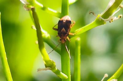 <i>Liocoris tripustulatus</i>