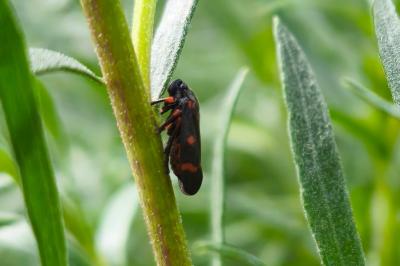 <i>Cercopis intermedia</i>