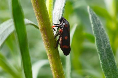 <i>Cercopis intermedia</i>