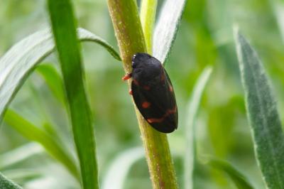 <i>Cercopis intermedia</i>