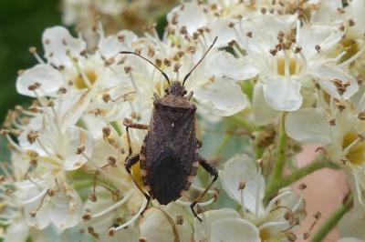 <i>Ceraleptus gracilicornis</i>