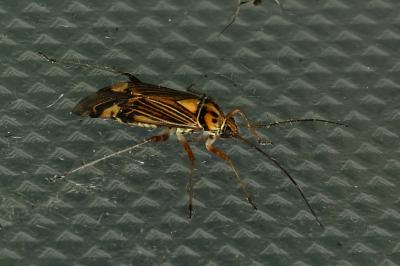 <i>Rhabdomiris striatellus</i>