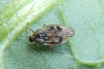 <i>Dictyla humuli</i>