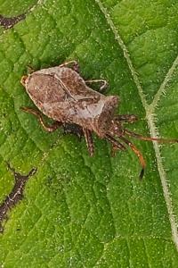 <i>Coreus marginatus</i>