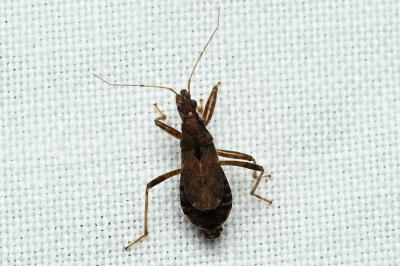 <i>Himacerus mirmicoides</i>