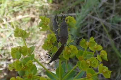 <i>Dicranocephalus albipes</i>