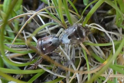 <i>Stagonomus bipunctatus</i>