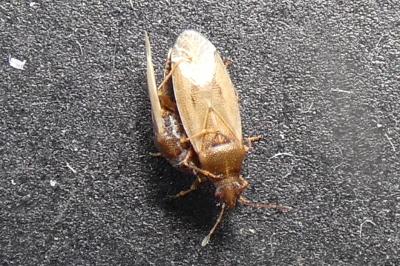 <i>Cymus glandicolor</i>