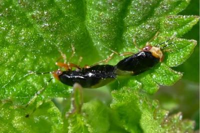 <i>Geocoris erythrocephalus</i>
