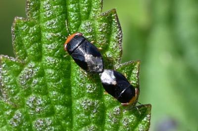 <i>Geocoris erythrocephalus</i>