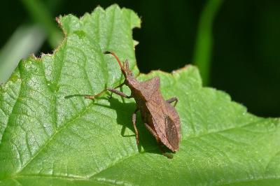 <i>Coreus marginatus</i>