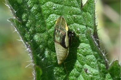 <i>Aphrodes</i>