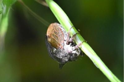 <i>Centrotus cornutus</i>