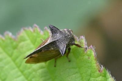 <i>Centrotus cornutus</i>