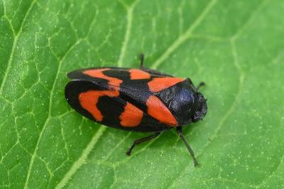 <i>Cercopis vulnerata</i>