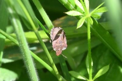 <i>Dyroderes umbraculatus</i>