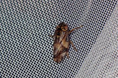 <i>Philaenus spumarius</i>