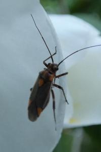 <i>Capsodes flavomarginatus</i>