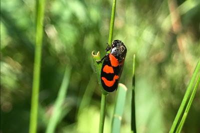 <i>Cercopis vulnerata</i>