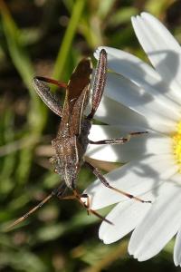 <i>Camptopus lateralis</i>