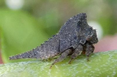 <i>Centrotus cornutus</i>