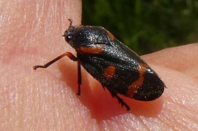 <i>Cercopis intermedia</i>
