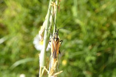 <i>Leptopterna dolabrata</i>