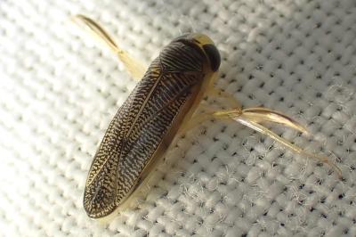 <i>Sigara</i>