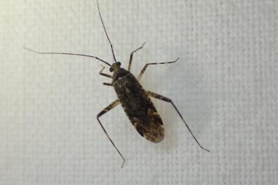 <i>Phytocoris</i>