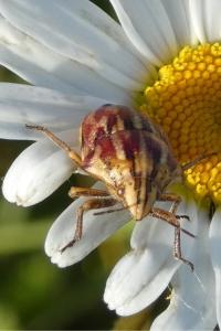 <i>Odontotarsus purpureolineatus</i>