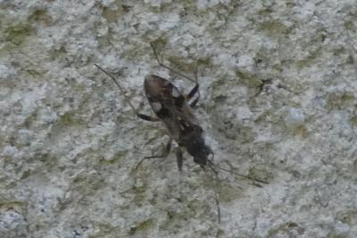 <i>Beosus maritimus</i>