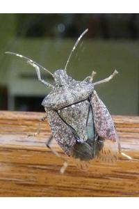 <i>Halyomorpha halys</i>