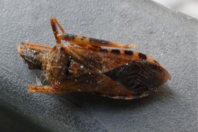 <i>Leptoglossus occidentalis</i>
