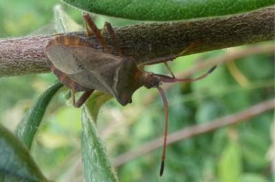 <i>Coreus marginatus</i>