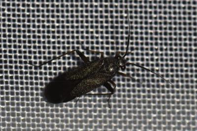 <i>Orthocephalus saltator</i>
