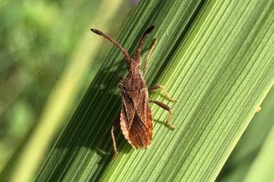 <i>Coriomeris denticulatus</i>