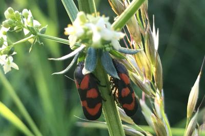 <i>Cercopis vulnerata</i>