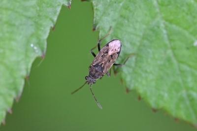 <i>Peritrechus</i>