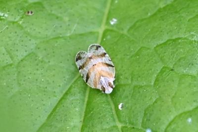 <i>Tachycixius venustulus</i>