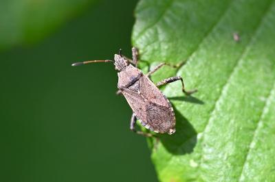 <i>Ceraleptus gracilicornis</i>