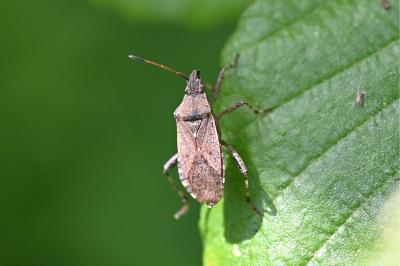 <i>Ceraleptus gracilicornis</i>