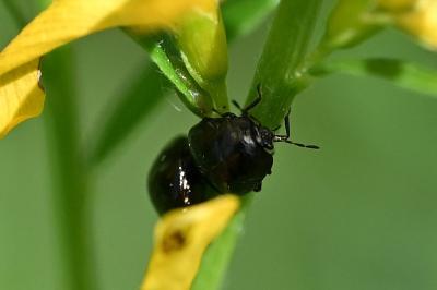 <i>Coptosoma scutellatum</i>