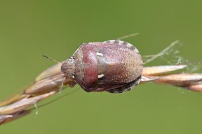 <i>Eurygaster maura</i>