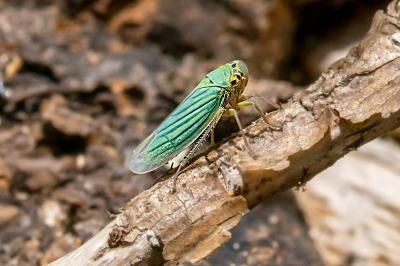 <i>Cicadella viridis</i>